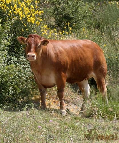 La razza Limousine è una buona produttrice di carne e si distingue per la sua rusticità e per le sue qualità materne